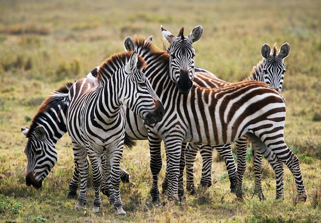 Grupa zebry na sawannie. Kenia. Tanzania. Park Narodowy. Serengeti. Masajowie Mara.