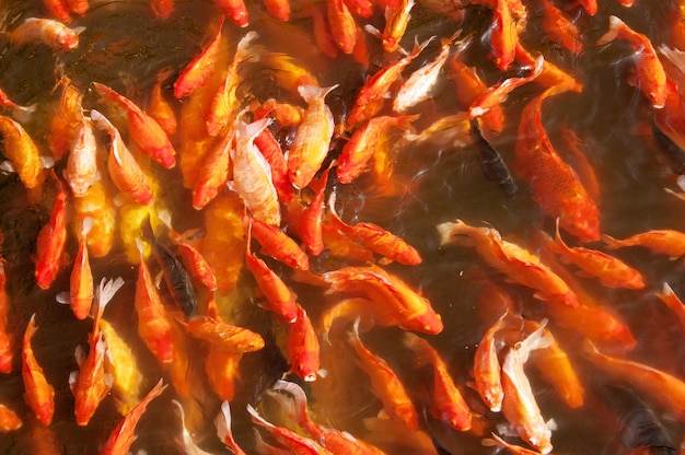 Grupa złota rybka czerwona