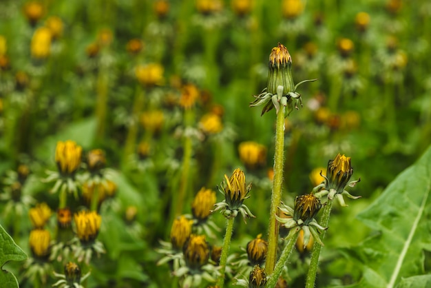 Grupa żółci dandelions na zielonym gazonie