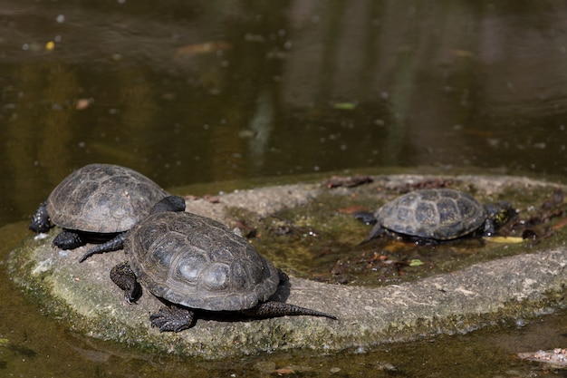 Grupa żółwie odpoczywają na kamieniu przy słońcem blisko nawadniają