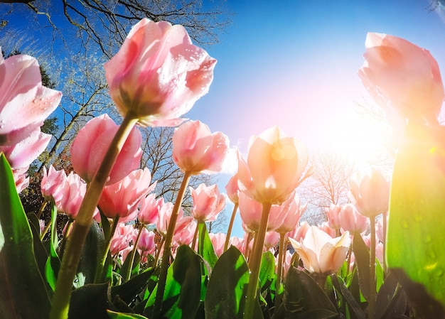 Zdjęcie grupowi purpurowi tulipany przeciw niebu. wiosenny krajobraz.