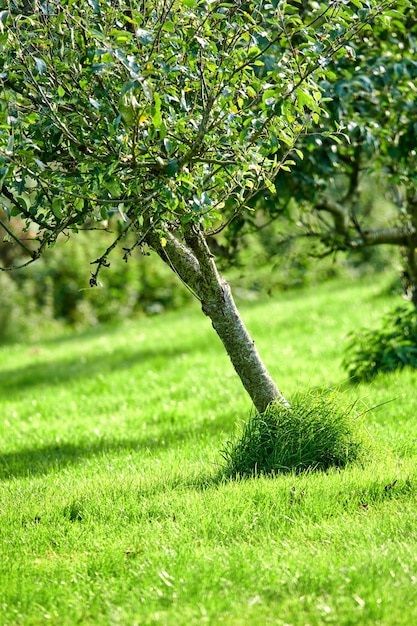 Grusze Trawa i owoce rolnicze rosnące pod kątem na wzgórzu w odległym sadzie wiejskim lub posiadłości rolniczej Krajobrazowy widok świeżych pożywnych i słodkich przekąsek wykorzystywanych do odżywiania dobrego samopoczucia i zdrowia