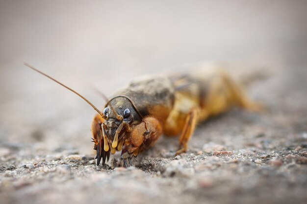 Gryllotalpidae lub rak ziemi niebezpieczny szkodnik czołga się po ziemi