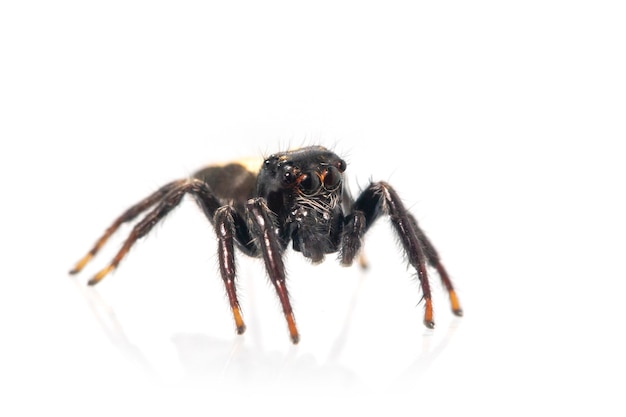 gryzący skaczący pająk (Opisthoncus mordax). Owad. Zwierzę