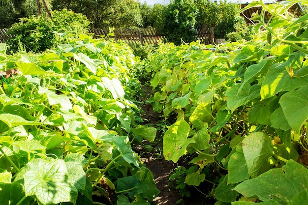 Grządki ogórków w ogródku warzywnym Rolnictwo mały biznes samowystarczalność