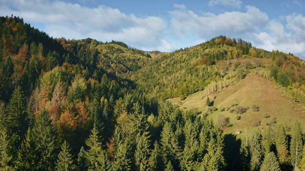 Grzbiety górskie z sosnowymi drzewami las nikt natura krajobraz o jesienne zielone rośliny i trawa w