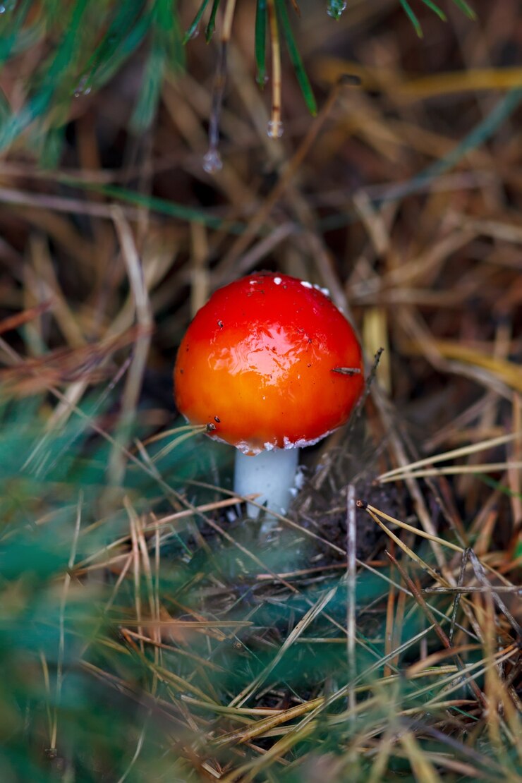 Zdjęcie grzyb amanita muscaria sfotografowany z bliska w lesie