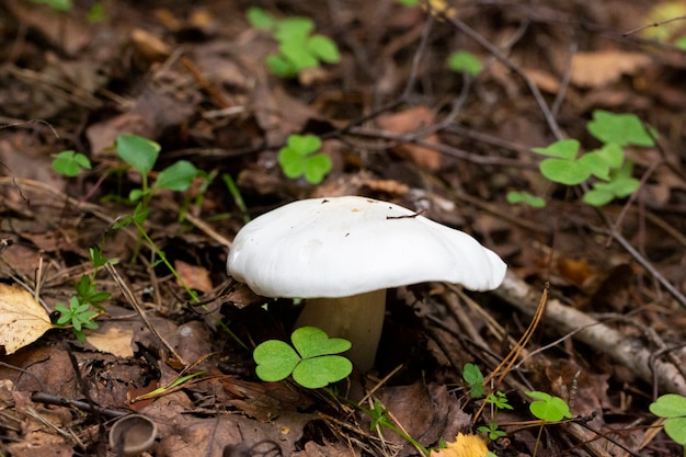 Grzyb- Amanita Phalloides V.Verna zdjęcie makro muchomor w jesiennym lesie, trujące grzyby