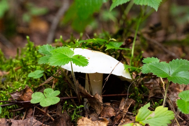 Grzyb- Amanita Phalloides V.Verna zdjęcie makro muchomor w jesiennym lesie, trujące grzyby