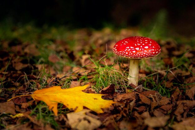 Grzyb Amanita