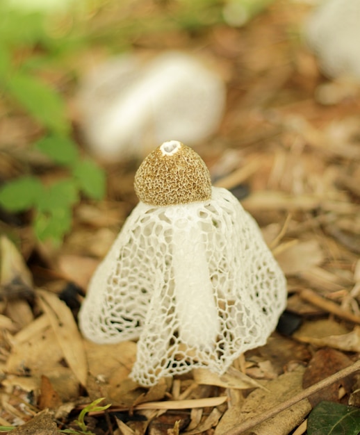 grzyb bambusowy w lesie. Dictyophora indusiata.