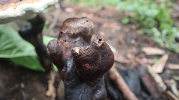 Grzyb Ganoderma, który rozwija się na zwietrzałych drzewach w porze deszczowej