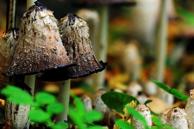 Zdjęcie grzyb grzyb leśny makro