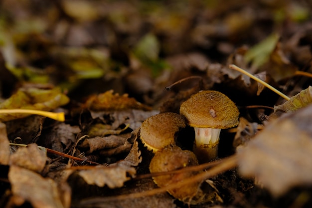 Grzyb jadalny Armillaria mellea powszechnie znany jako grzyb miodowy Zbieranie grzybów Basidiomycete grzyb w rodzaju Armillaria sinapina zbliżenie