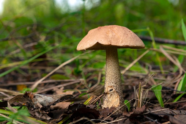 Grzyb Leccinum Aurantiacum OrangeCap Boletus Leccinum aurantiacum rosnący w lesie