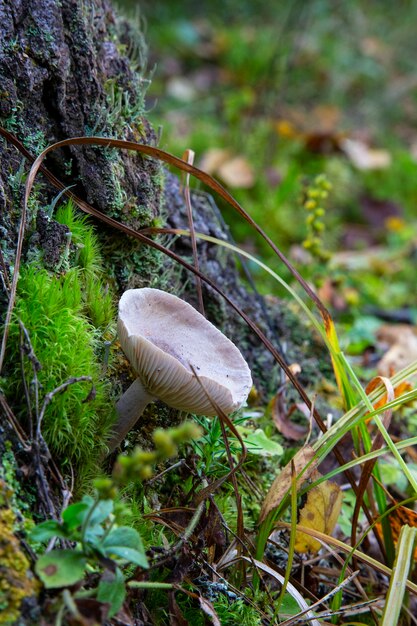 Grzyb muchomor zmętniały Clitocybe nebularis. Jeden z stada grzybów z rodziny Tricholomataceae, rosnący w brytyjskim drewnie liściastym