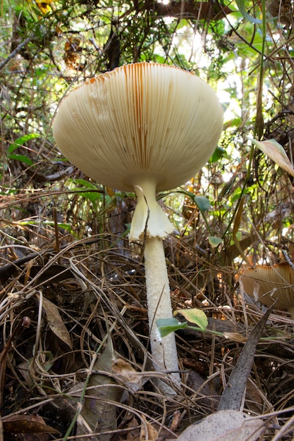 Grzyb na dnie lasu w Campos do Jordão, Brazylia