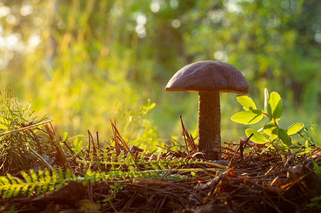 Grzyb na leśnej polanie z bliska w świetle słonecznym z pięknym bokeh