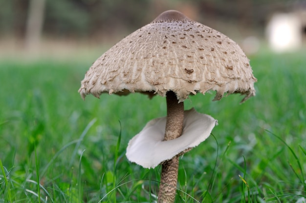 Grzyb parasol zbliżenie stojący w trawie.