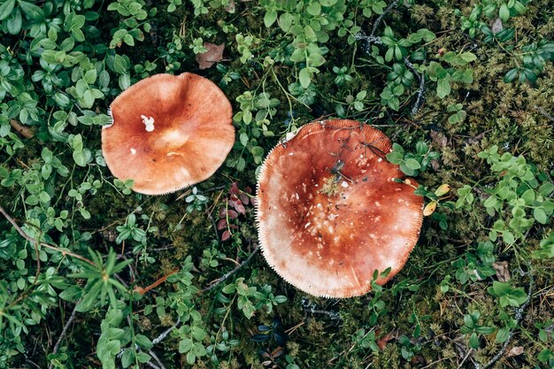 Grzyb Russula w lesie. Jasnoczerwone grzyby grzybowe