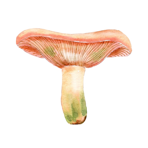 Grzyb Russula