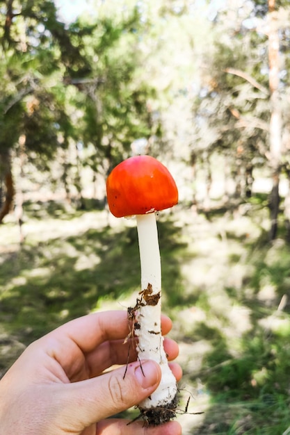 Grzyb trujący Amanita muscaria rośnie w jesiennym lesie