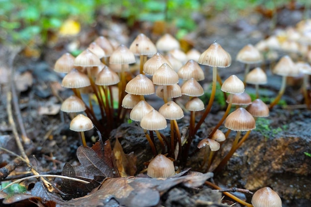 Grzyb w naturalnym tle. Zdjęcie wysokiej jakości