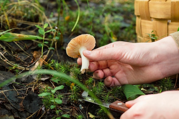 grzyb w ręku człowieka grzyb zbiera ulubione hobby