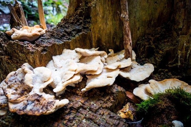 Grzyb Zbliżenie Widok W Górskim Lesie Haute Savoie France