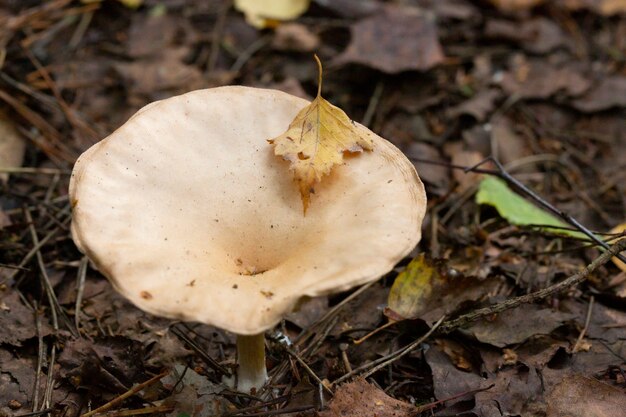 Grzyb zwany Clitocybe gibba. Jesienny grzyb w kolorze szaro-żółtym w lesie.