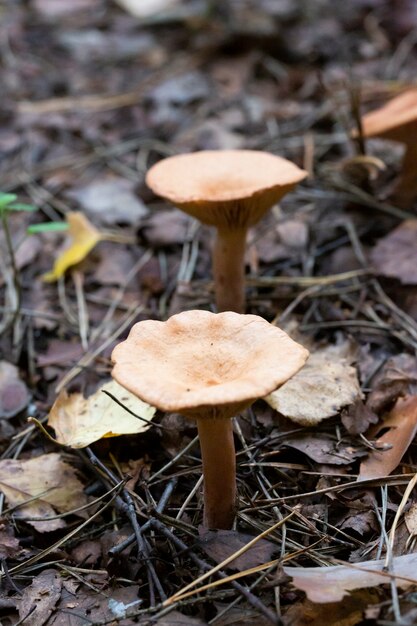 Grzyb zwany Clitocybe gibba. Jesienny grzyb w kolorze szaro-żółtym w lesie.