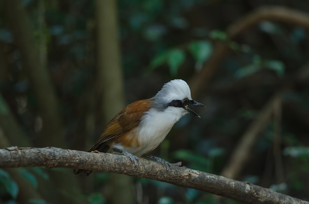 Grzybica śmieszyna (Garrulax leucolophus)