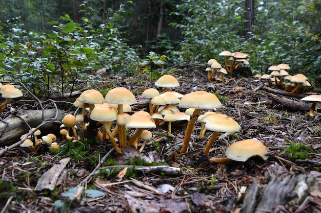 Grzybowy dom z trującymi żółtymi grzybami rośnie w lesie po deszczu Selektywny fokus