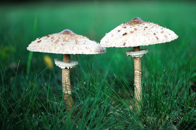 Grzybowy parasol zbliżenie stojący na trawie