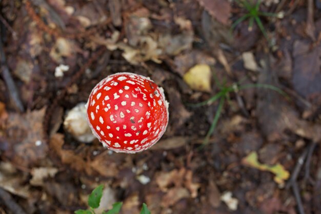 Grzyby Amanita