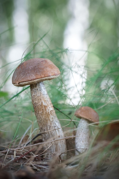 Grzyby brzozy rosną w lesie Grzyby brzozowe rosną pod liśćmi w lesie grzyby pomarańczowe rosną w zielonym mechu Drzewo brzozy Leccinum rosnące w lesie