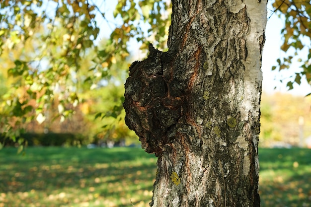 Grzyby chaga Inonotus obliquus pasożytują na pniu brzozy Suszona chaga spowalnia proces starzenia