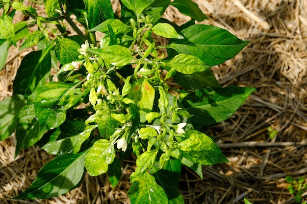 grzyby chili