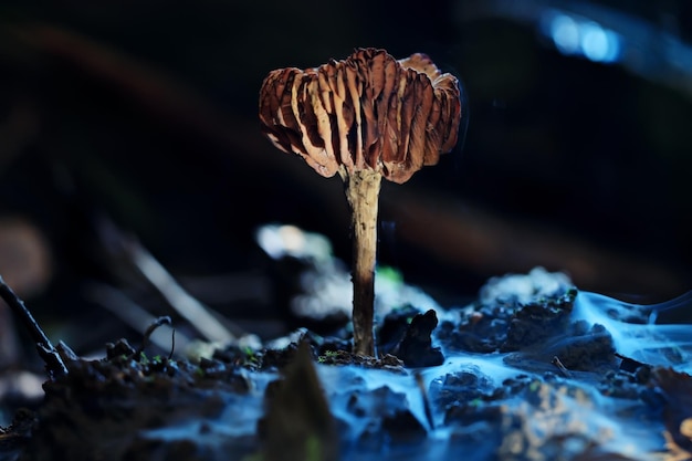 Zdjęcie grzyby las natura sezon blisko