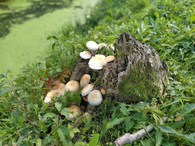 Grzyby leśne na pniu Pniak w pobliżu bagnistej rzeki lub stawu Radość grzybiarza Grzybnia szeroka i rodzina grzybów na gnijącym drzewie