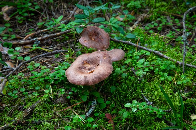 Grzyby Miodowe Rosnące Na Pniu W Jesiennym Lesie