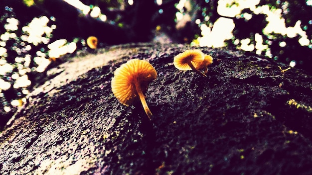Zdjęcie grzyby na drzewie w lesie
