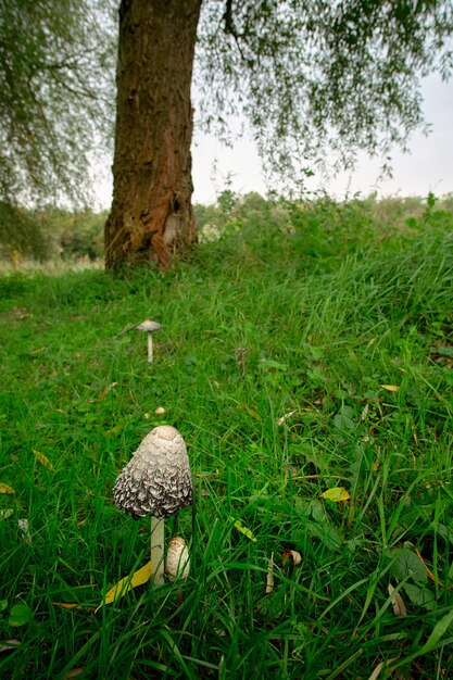 Zdjęcie grzyby na polu