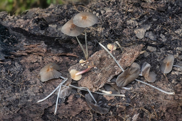 grzyby psathyrellaceae wyrastające z ziemi