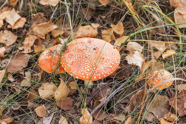 Zdjęcie grzyby rosną w lesie.