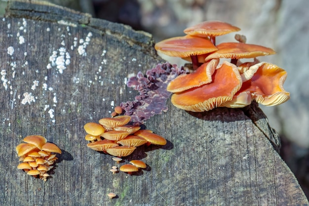 Grzyby Velvet Shank (flammulina Velutipes) Rosnące Na Starym Pniu Drzewa