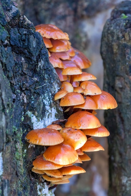 Grzyby Velvet Shank (flammulina Velutipes)