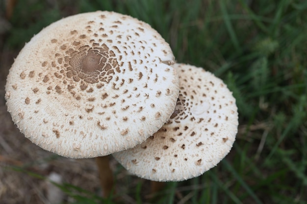 Zdjęcie grzyby w lesie. macrolepiota procera z otwartym kapeluszem widziana z góry