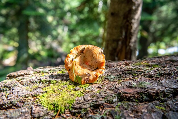 Grzyby wycięte w lesie. Borowik grzybowy. Popularne białe grzyby Borowik w lesie