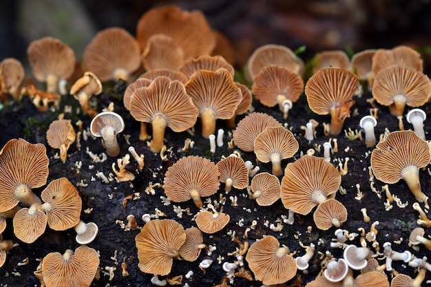 Grzyby z gatunku Crepidotus variabilis rosnące na martwym drewnie